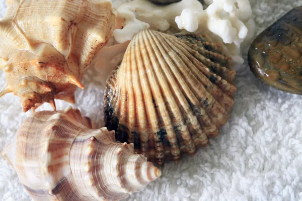 Cockleshells em uma toalha — Fotografia de Stock