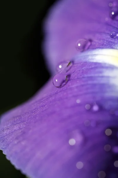 Fiori di iris — Foto Stock