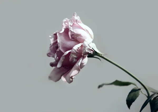 Pink rose — Stock Photo, Image