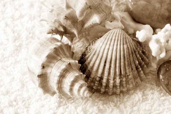 Cockleshells on a towel — Stock Photo, Image