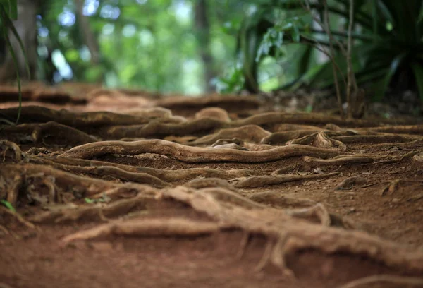 Foresta tropicale — Foto Stock