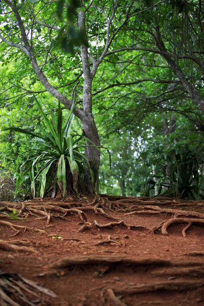 Tropiska skogar — Stockfoto