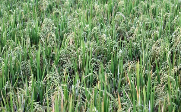 Un campo de arroz —  Fotos de Stock