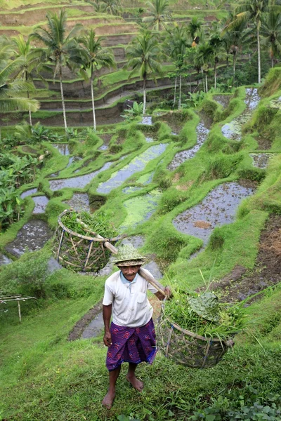 Cultivo de arroz — Foto de Stock