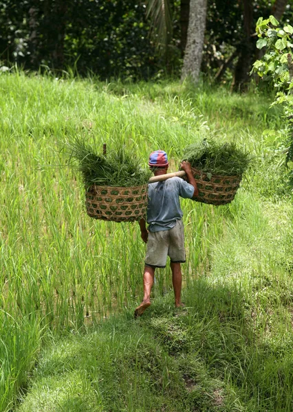 Anbau von Reis — Stockfoto