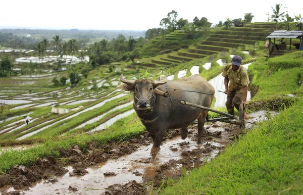 Agricoltore asiatico — Foto Stock