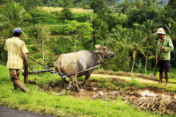 Agriculteurs asiatiques — Photo