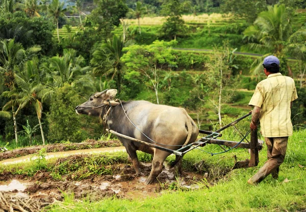 Asyalı çiftçi — Stok fotoğraf
