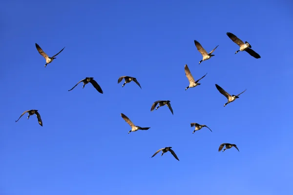 Flying Group Of Geese — Stock Photo, Image