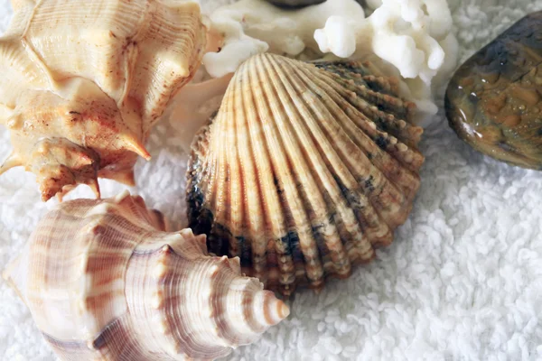 Cockleshells su un asciugamano — Foto Stock