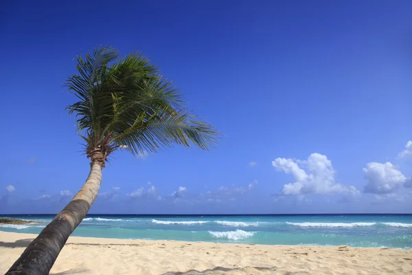 Spiaggia tropicale — Foto Stock