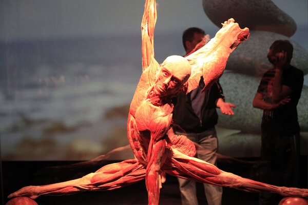 "Body Worlds" a traveling exhibition