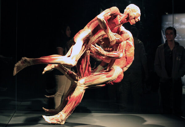 "Body Worlds" a traveling exhibition