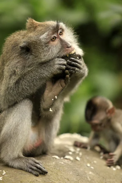 Macaco. — Fotografia de Stock