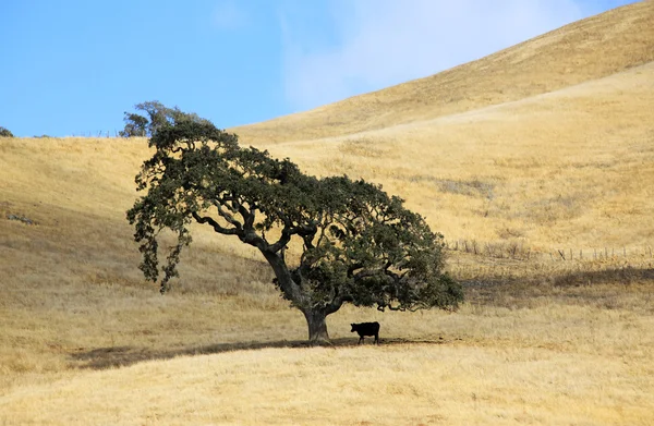 孤独な木と牛 — ストック写真