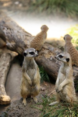 Suricate