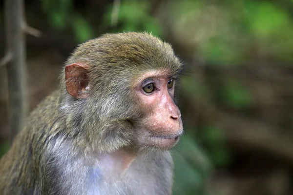 Portrait of monkey — Stock Photo, Image