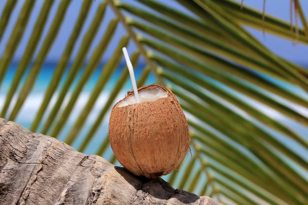 Coconut — Stock Photo, Image