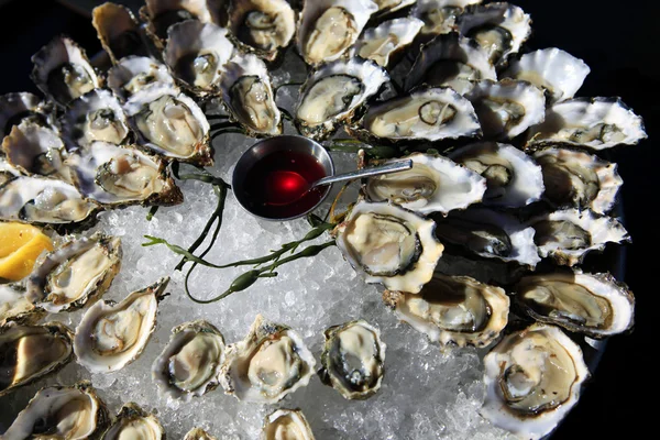 Opened oysters on ice — Stock Photo, Image