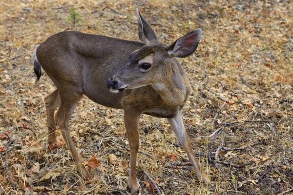 Une biche portrait détaillé i — Photo