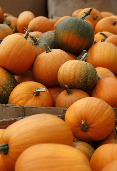 Pumpkins — Stock Photo, Image