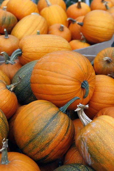 Pumpkins — Stock Photo, Image