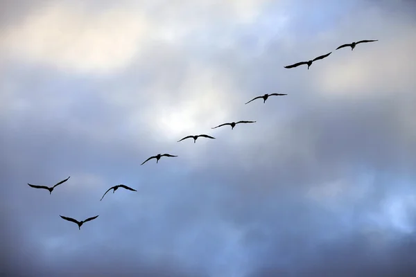 Летающая группа чаек — стоковое фото