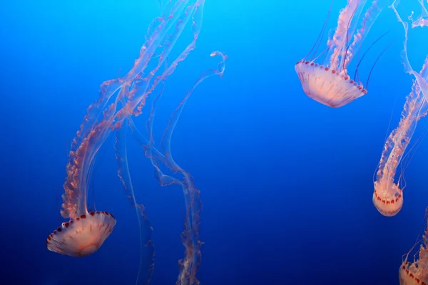 Medusas. — Foto de Stock