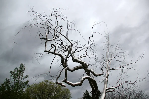 Copac din fier — Fotografie, imagine de stoc