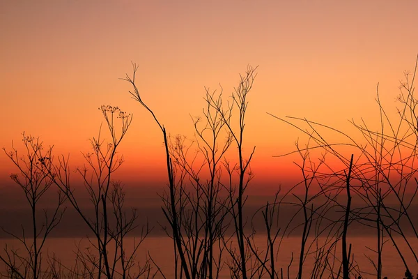 Planta seca al atardecer — Foto de Stock