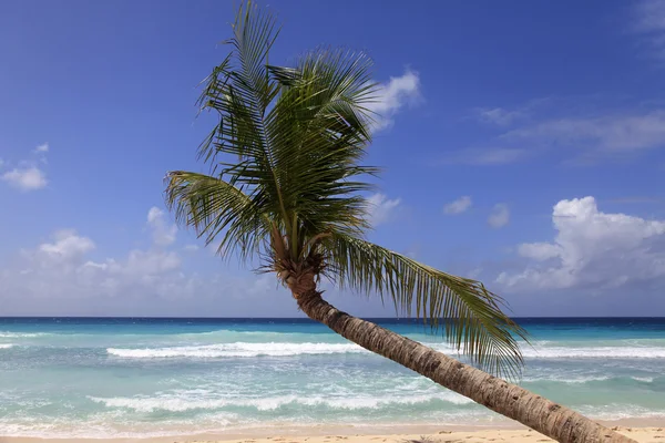 Tropisch strand — Stockfoto