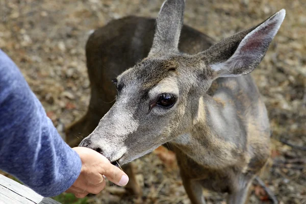 Doe 상세한 초상화 — 스톡 사진