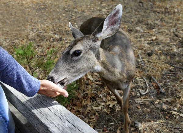 Portrait détaillé de la biche — Photo