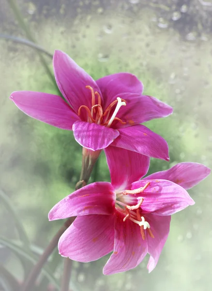 Pink flowers