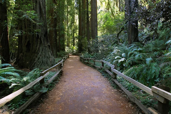 Muir Woods nationella monument — Stockfoto