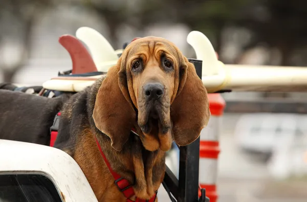 Cão vermelho no carro — Fotografia de Stock