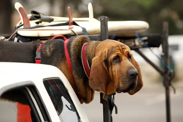 Red dog in car — Stock Photo, Image