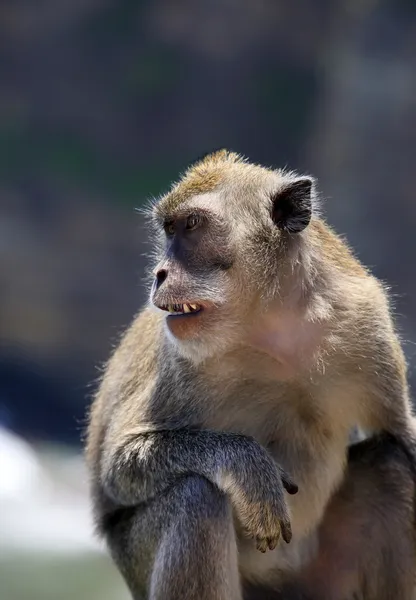 Portrait of the monkey — Stock Photo, Image