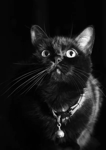 Gato negro — Foto de Stock