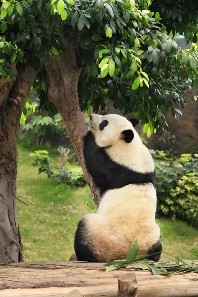 Grote panda — Stockfoto