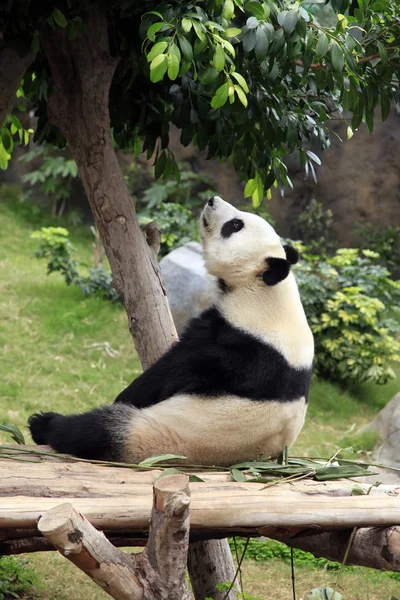 Stor panda — Stockfoto