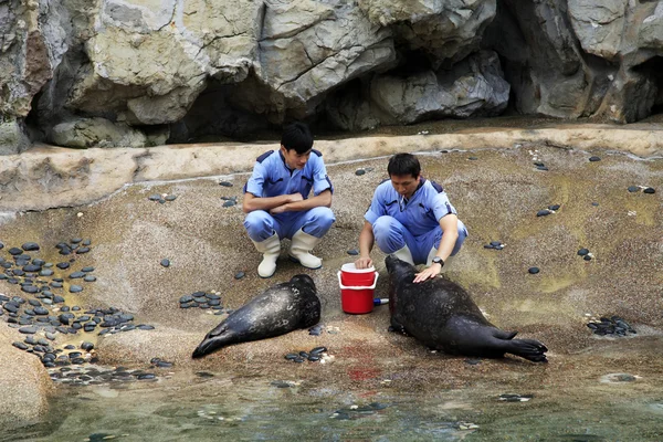 Vétérinaires et otaries — Photo