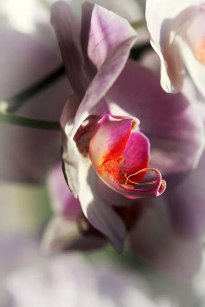 Orchidee — Stockfoto