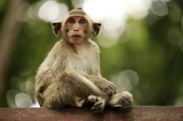 Monkey — Stock Photo, Image