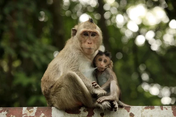 Familia de monos — Foto de Stock