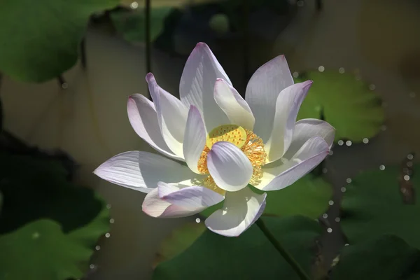 Lotus — Stockfoto