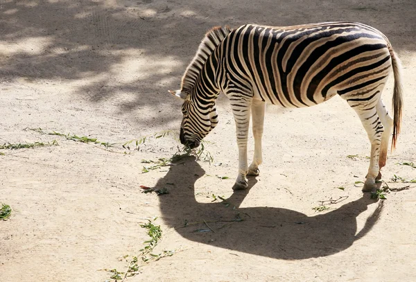 Zebra. — Fotografia de Stock