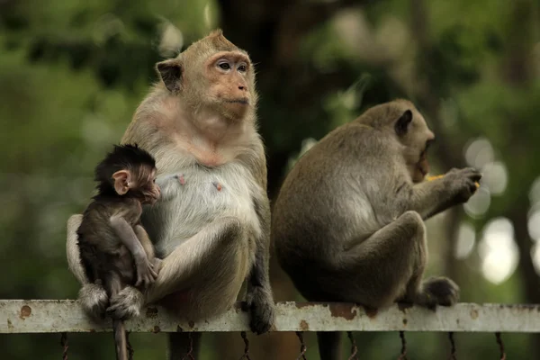 Keluarga monyet — Stok Foto