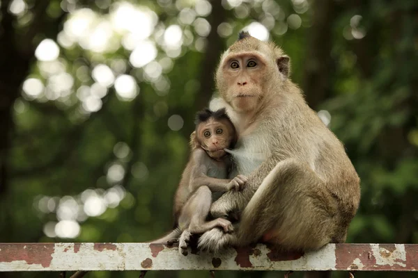 Сімейство мавп — стокове фото