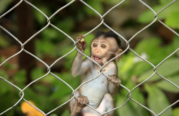 Child of monkeys — Stock Photo, Image